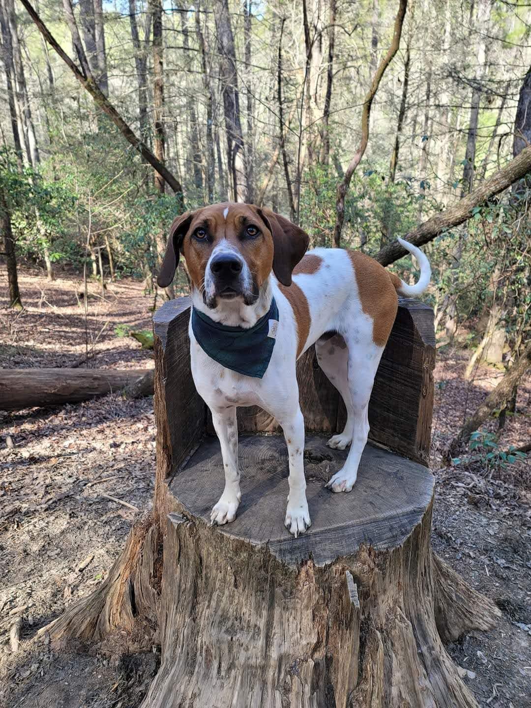 Toby, a Adoptable mixed breed in Houston, TX image 2/4