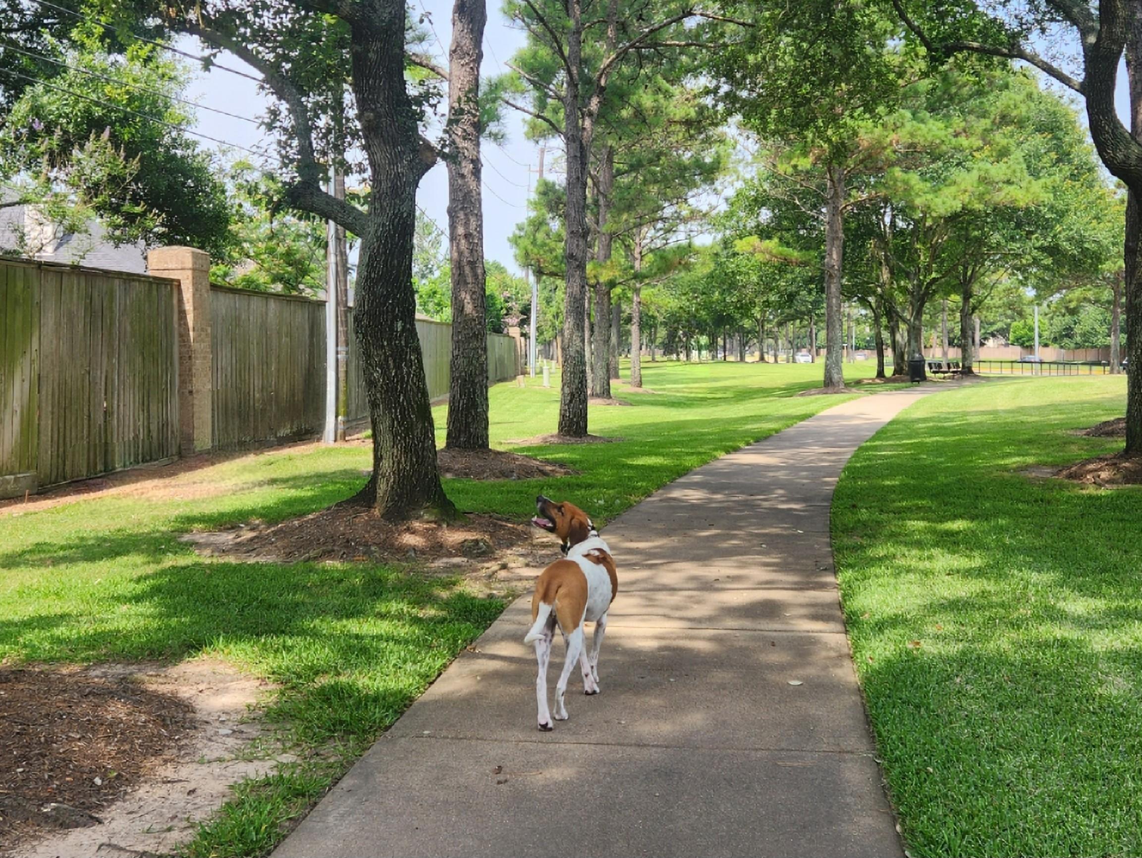 Toby, a Adoptable mixed breed in Houston, TX image 3/4