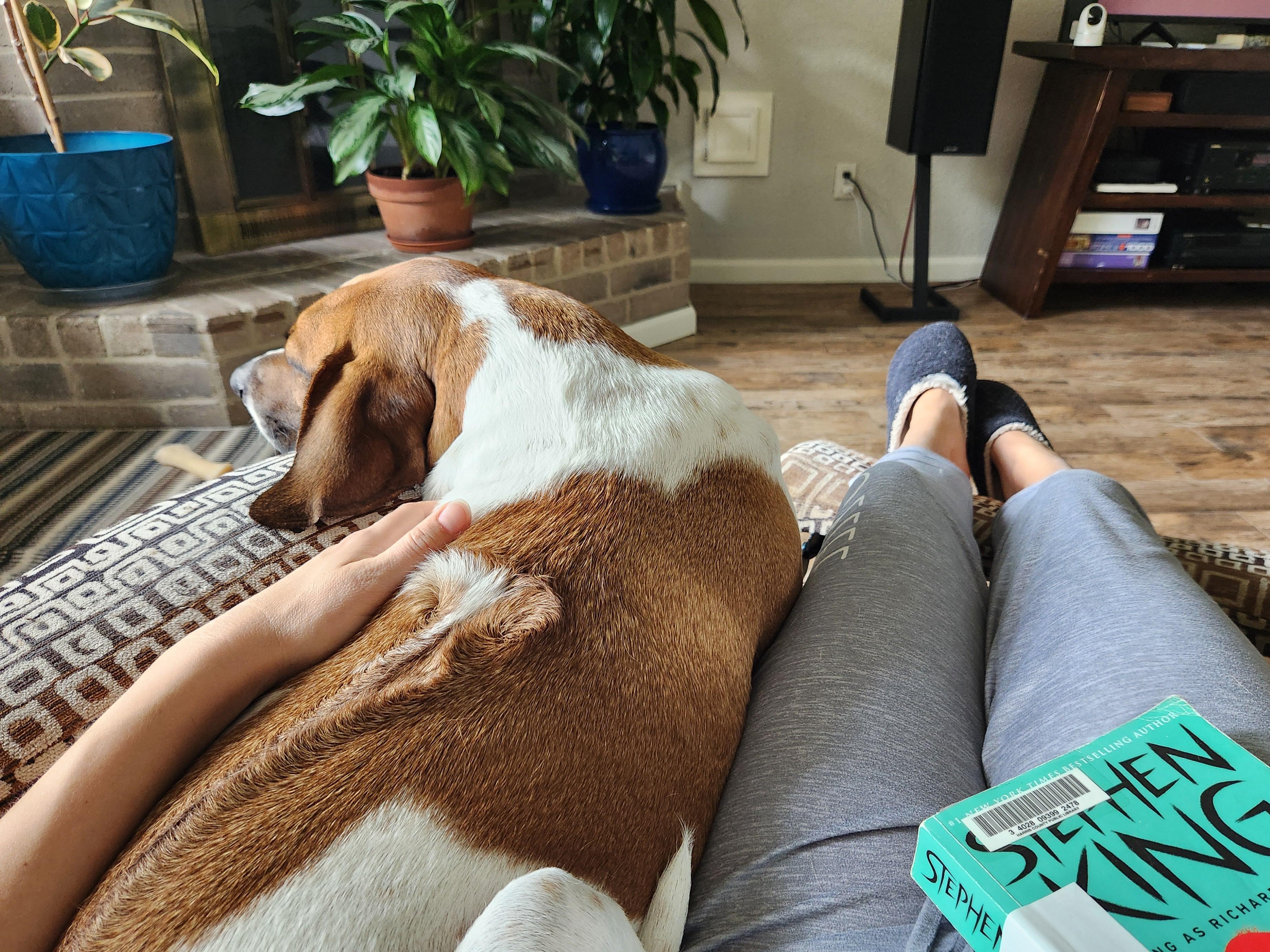 Toby, a Adoptable mixed breed in Houston, TX image 4/4