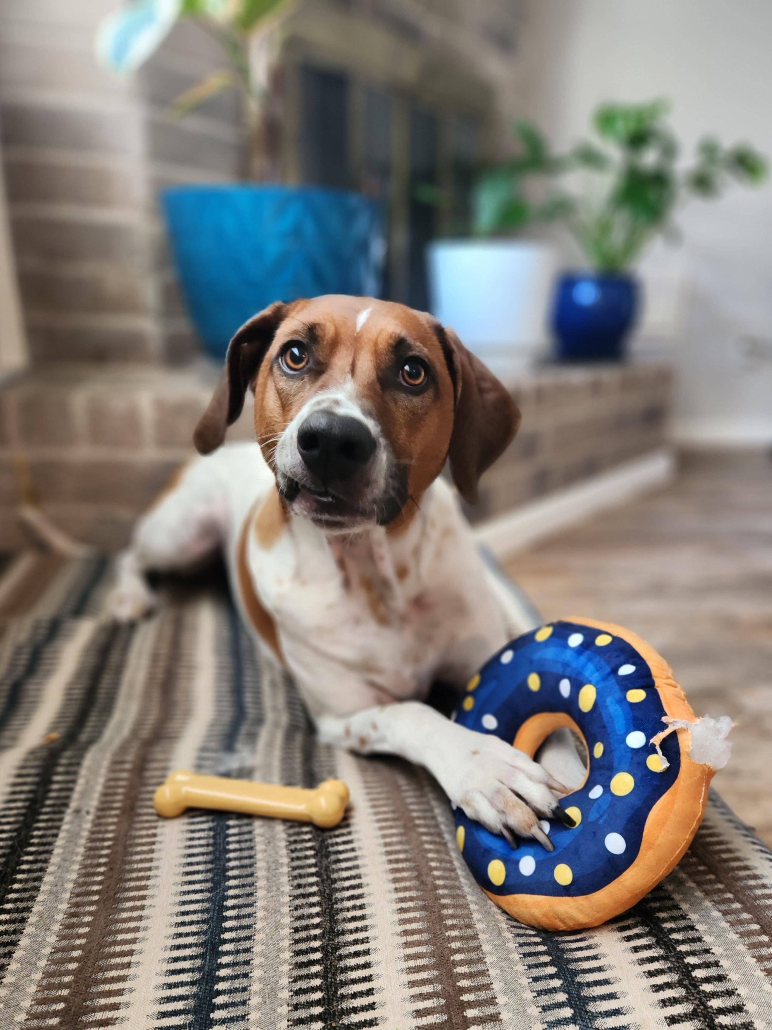 Toby, a Adoptable mixed breed in Houston, TX image 1/4