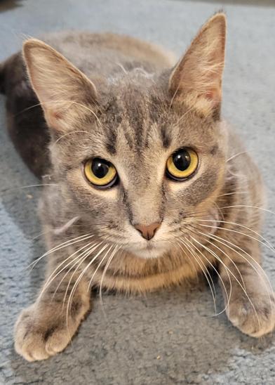 Sassy — thumbnail 4