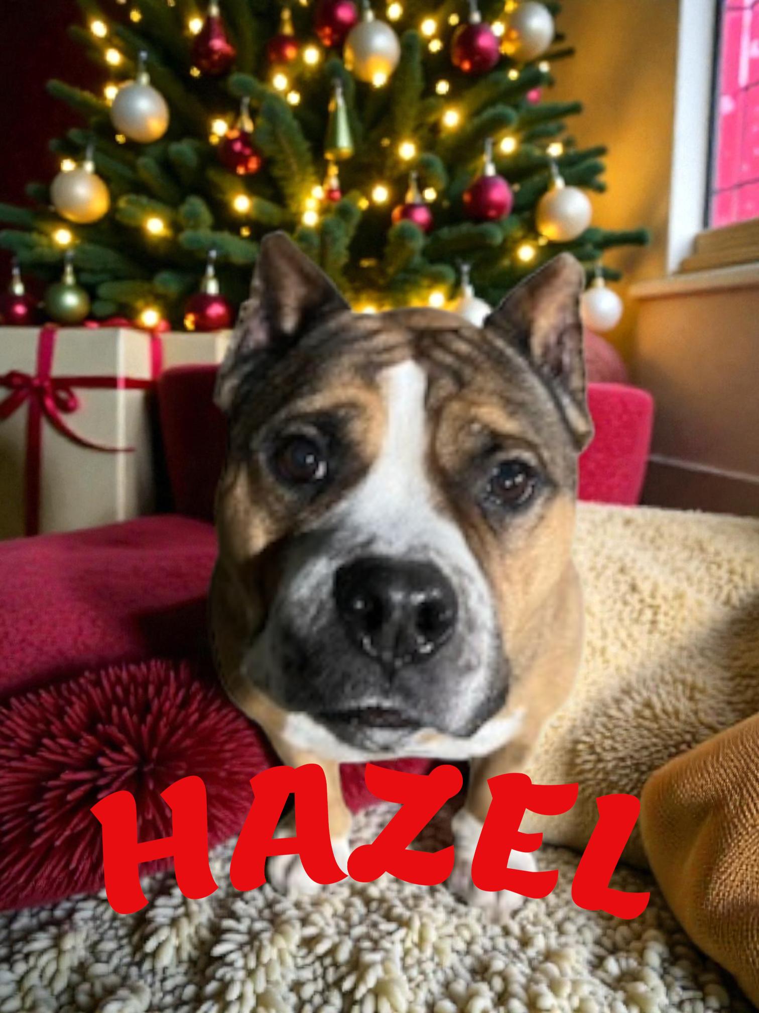 Hazel, Adoptable, Adult Female American Bully.