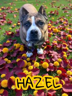 Enlarge Hazel, a Adoptable mixed breed in Taunton, MA image 1/1
