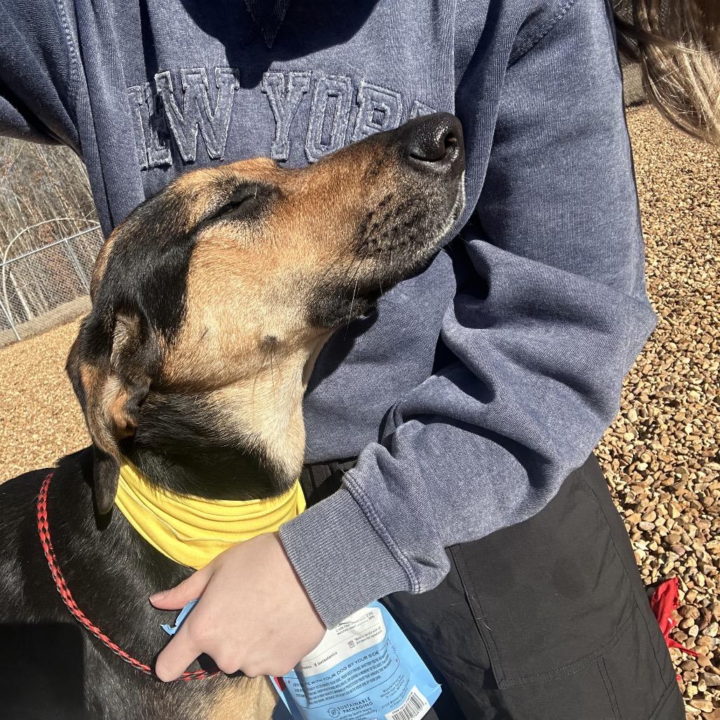 Stella, a Adoptable mixed breed in West Point, MS image 1/3