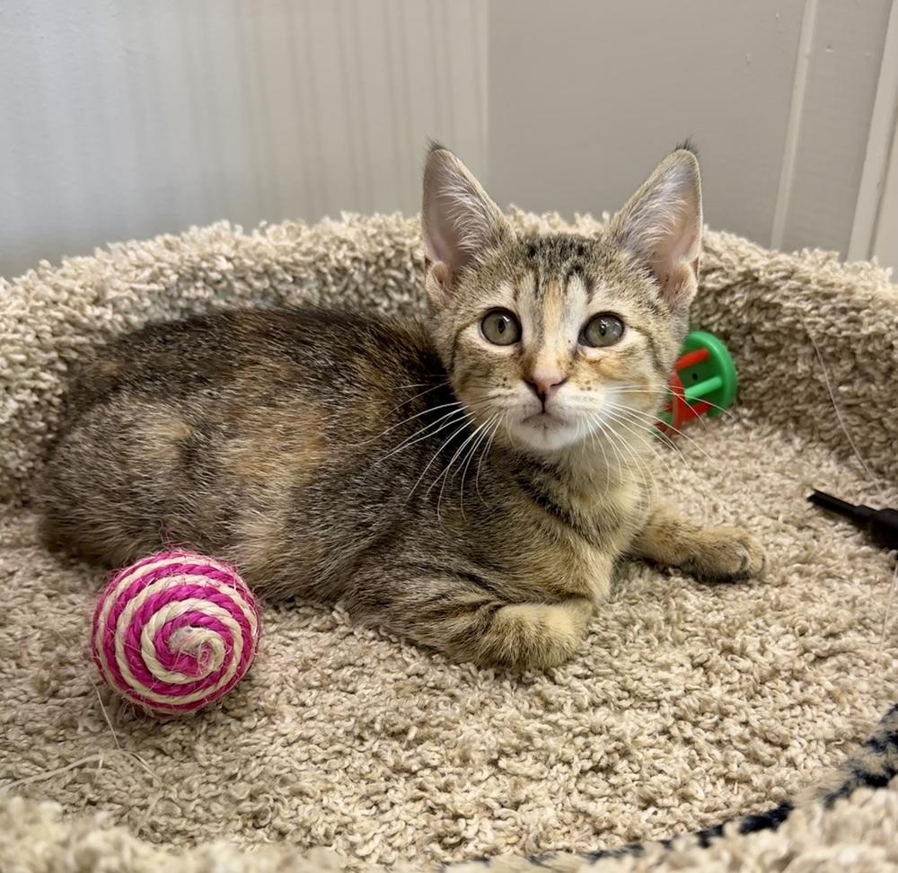 Enlarge Petunia, a Adoptable Domestic Short Hair in Wellington, FL image 1/3