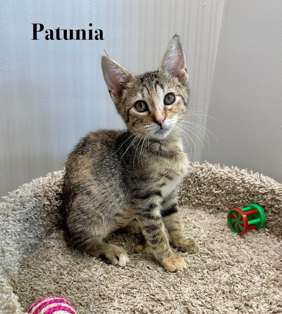 Enlarge Petunia, a Adoptable Domestic Short Hair in Wellington, FL image 2/3