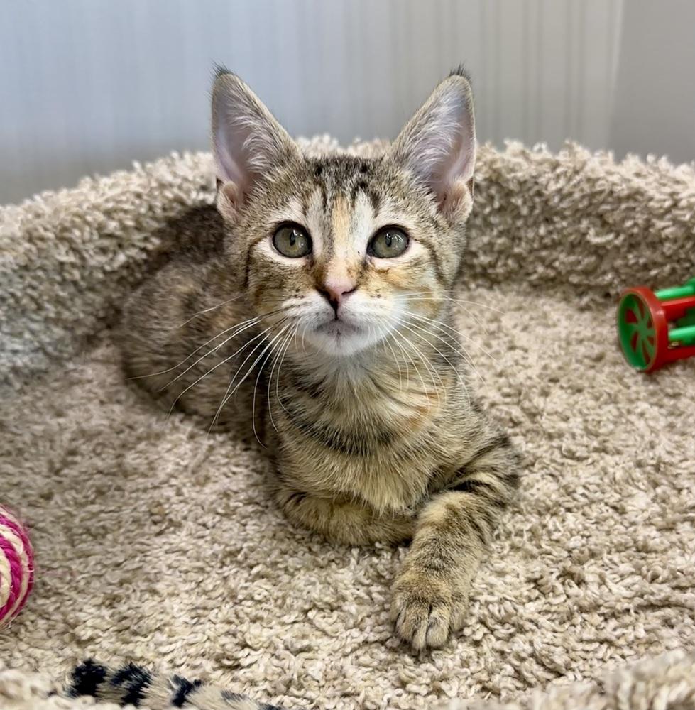Enlarge Petunia, a Adoptable Domestic Short Hair in Wellington, FL image 3/3