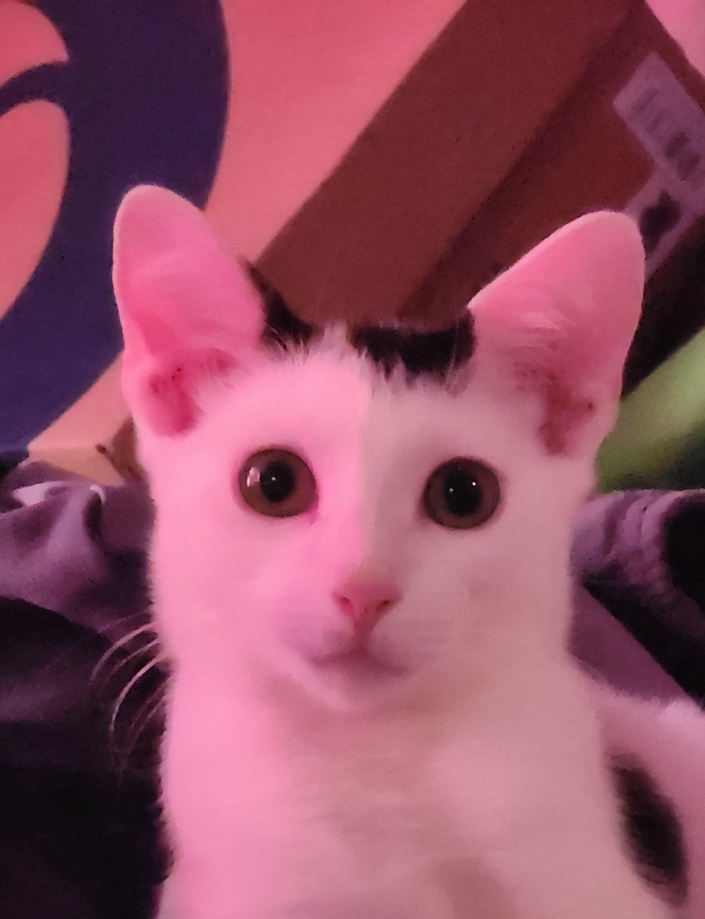 Croissant thumbnail 2