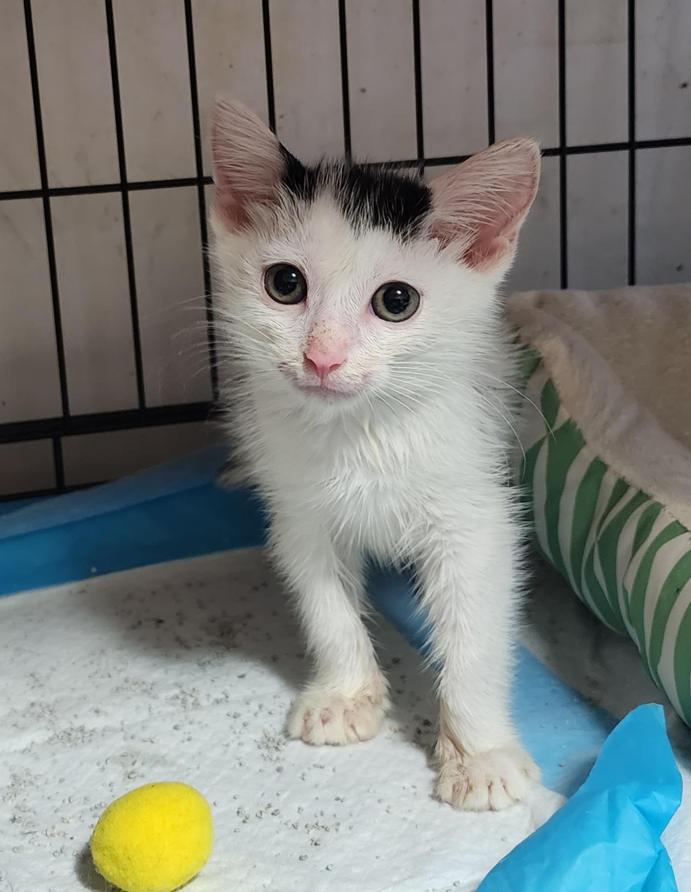 Croissant thumbnail 3