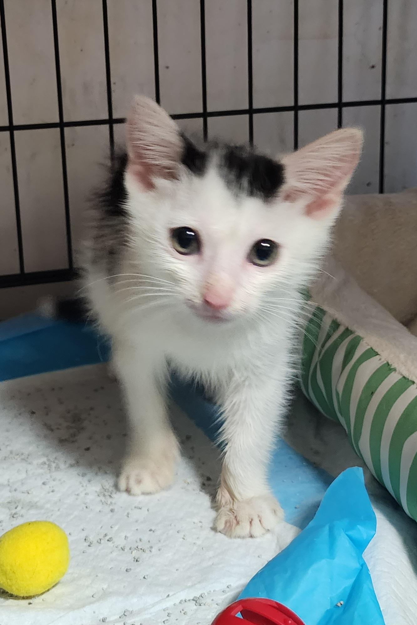 Croissant thumbnail 5