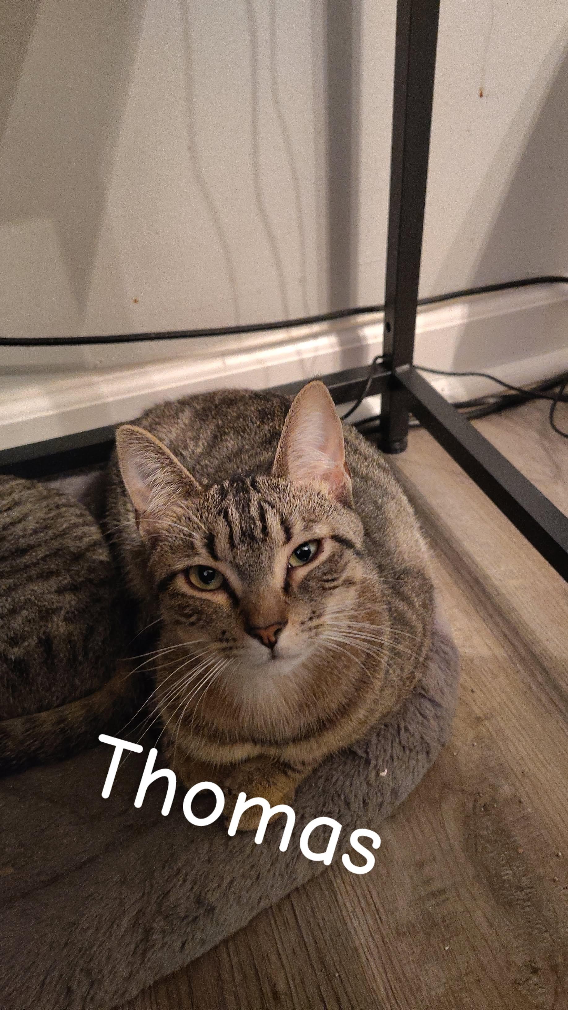 Thomas, Adoptable, Young Male Domestic Short Hair.