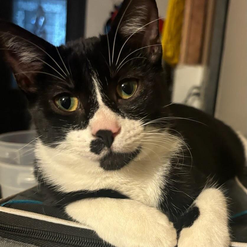 Felix, Adoptable, Young Male Domestic Short Hair.