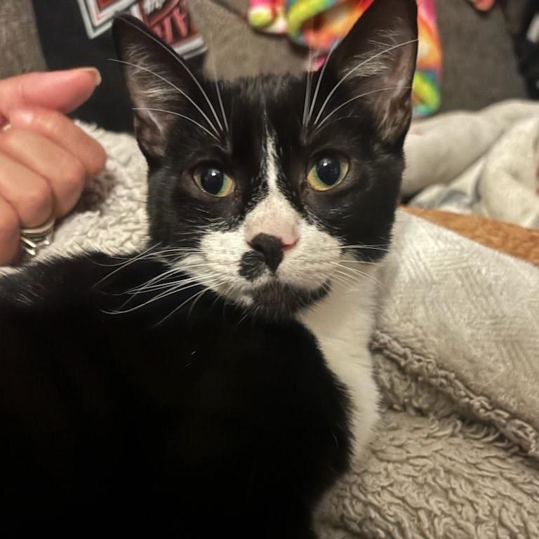 Enlarge Felix, a Adoptable Domestic Short Hair in Costa Mesa, CA image 2/6