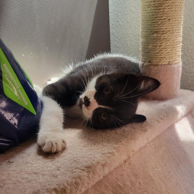 Enlarge Felix, a Adoptable Domestic Short Hair in Costa Mesa, CA image 3/6