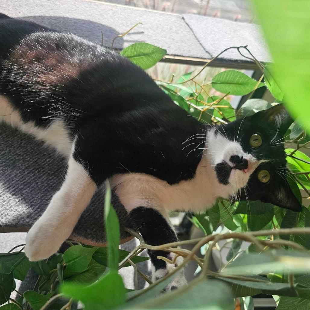 Enlarge Felix, a Adoptable Domestic Short Hair in Costa Mesa, CA image 4/6