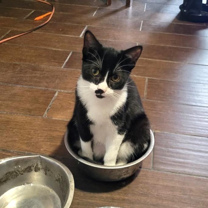 Enlarge Felix, a Adoptable Domestic Short Hair in Costa Mesa, CA image 5/6