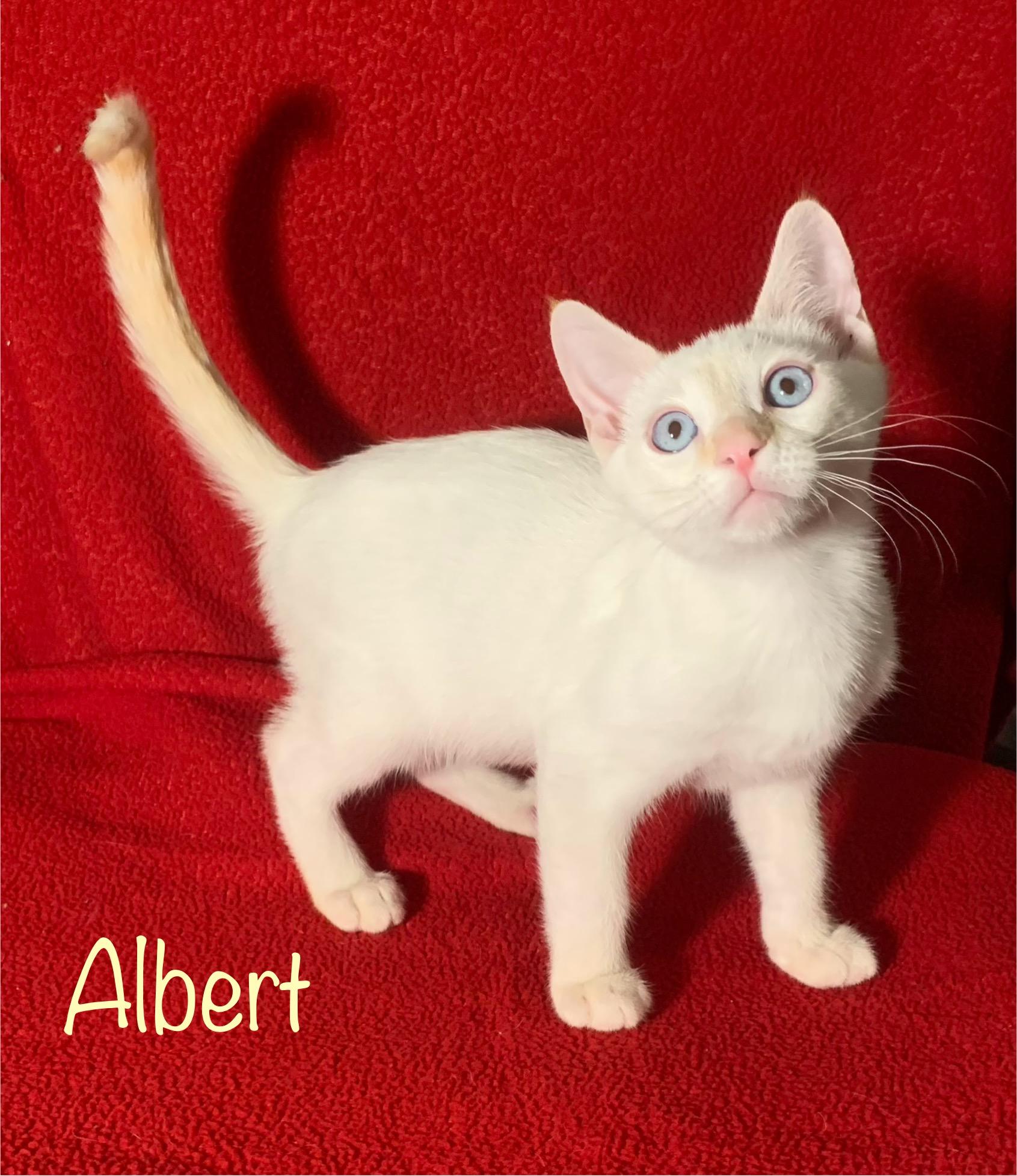 Albert, Adopted, Kitten Male Siamese.