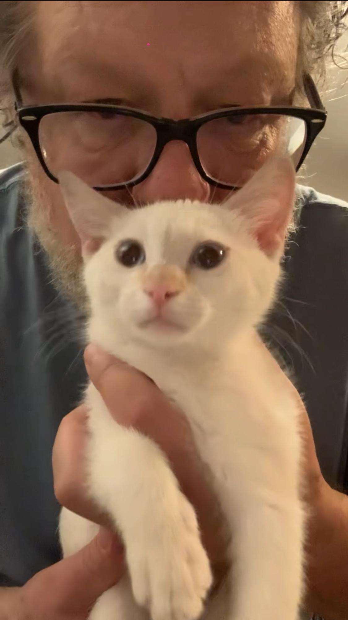 Albert, a Adopted Siamese in Dixon, CA image 2/2