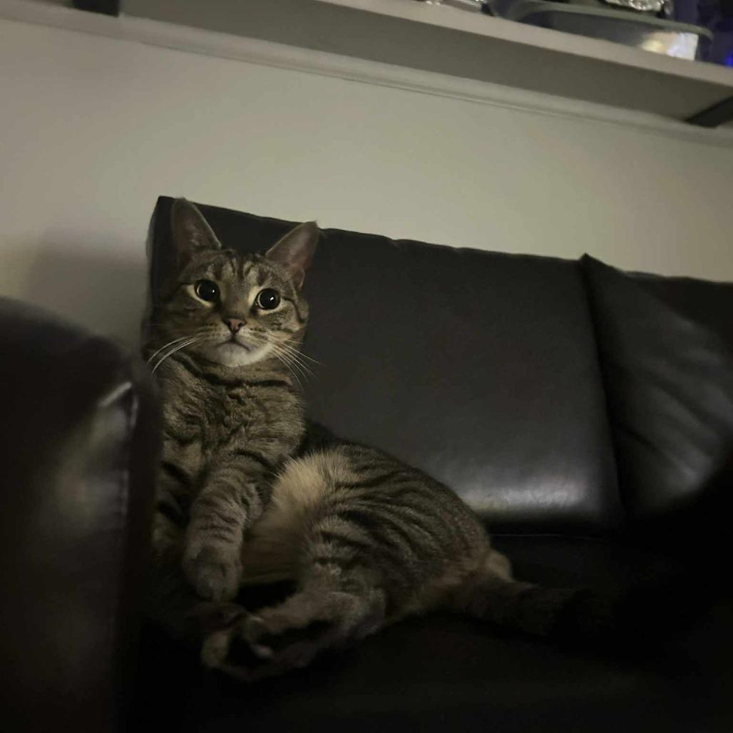 Kiwi, Adoptable, Adult Male Domestic Short Hair.