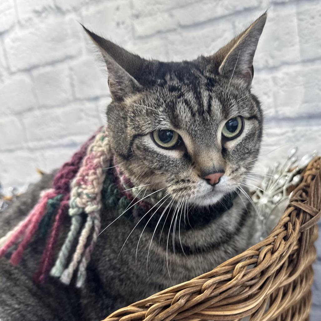 Kiwi (formerly S'Mores), Adoptable, Adult Male Domestic Short Hair.