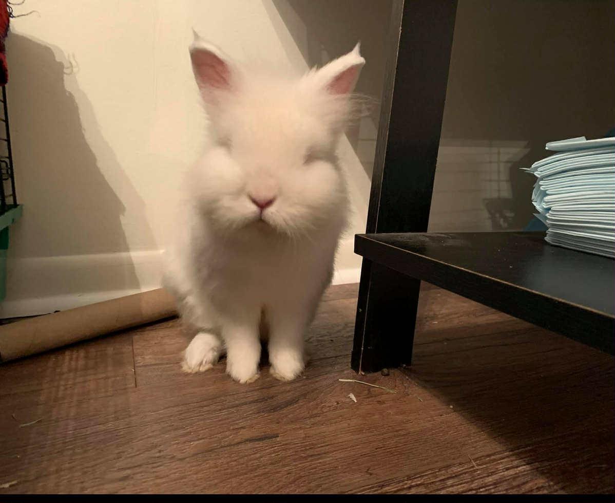 Buddy , Adoptable, Adult Male Lionhead.