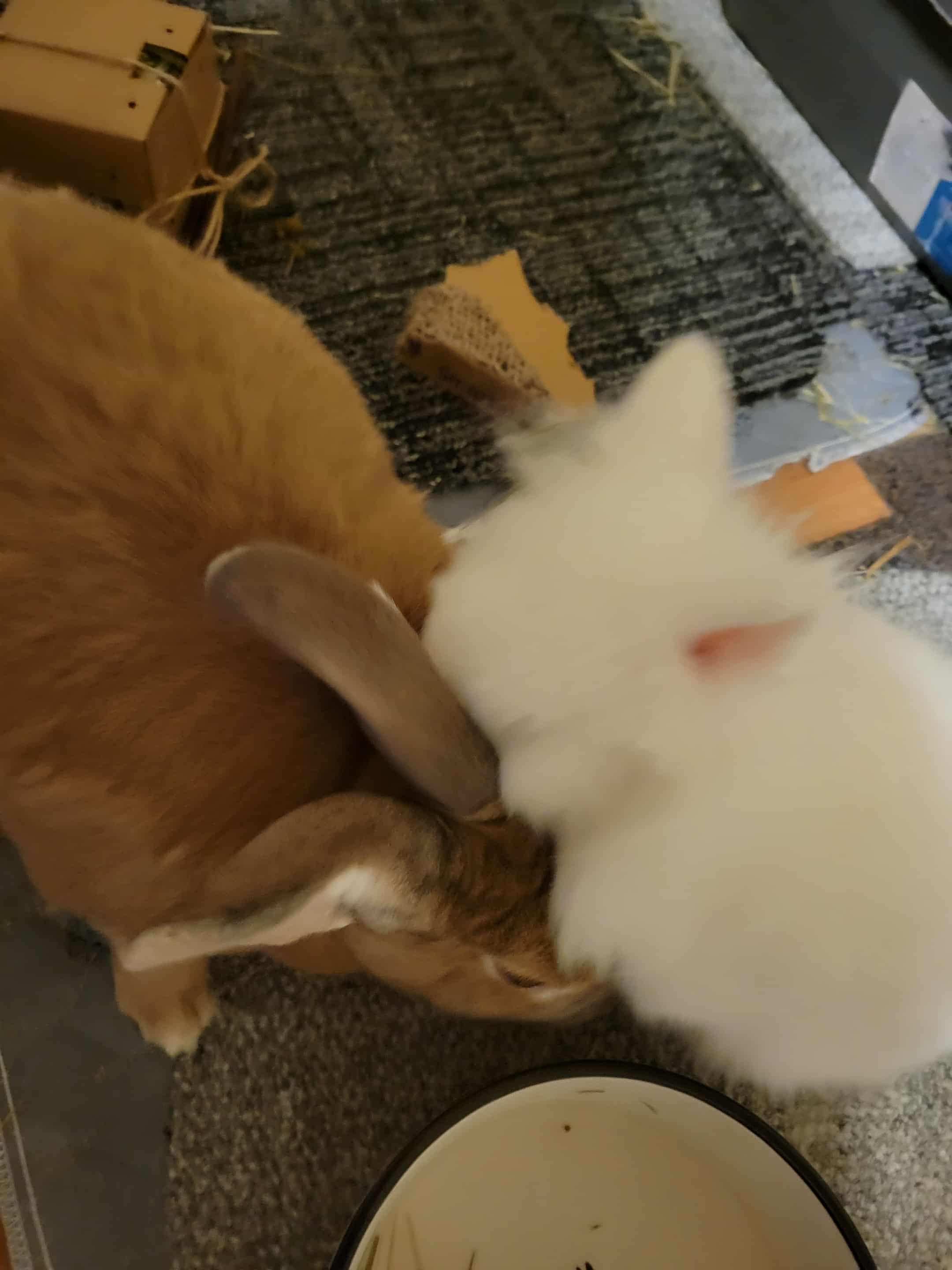 Enlarge Buddy , a Adoptable Lionhead in Little Rock, AR image 3/3