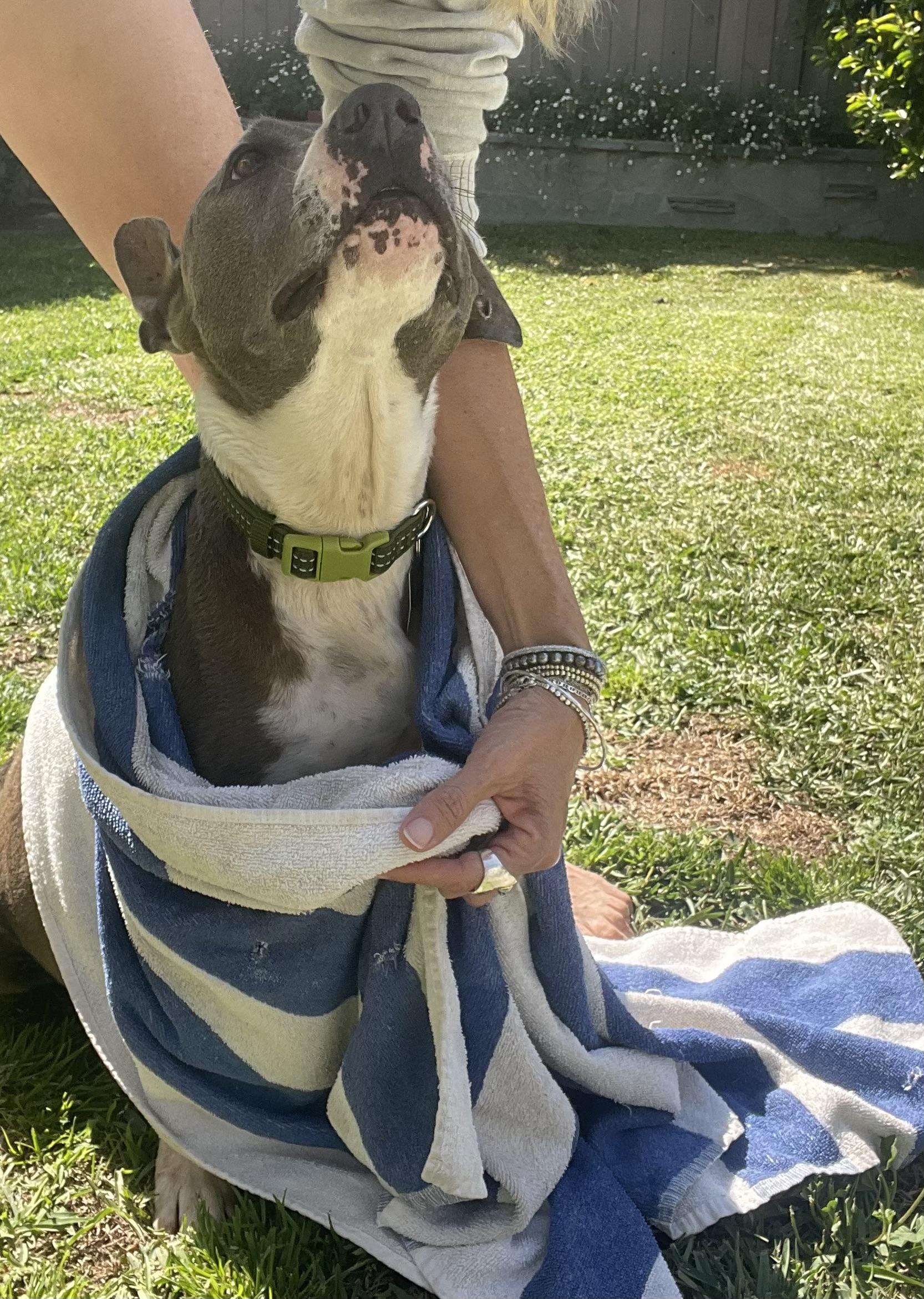 Enlarge MaryJane, a ADOPTABLE mixed breed in Corona Del Mar, CA image 2/3