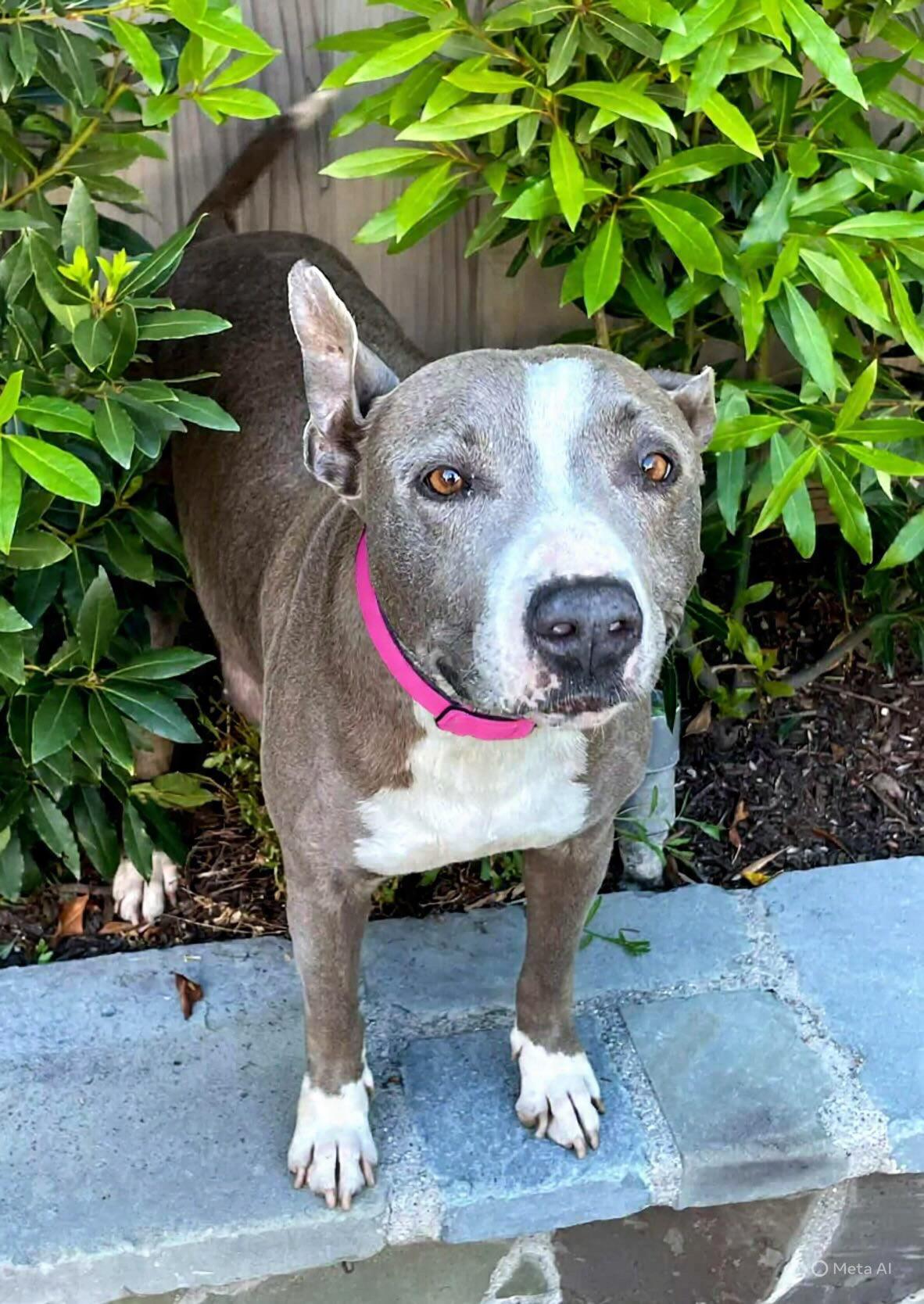 Enlarge MaryJane, a ADOPTABLE mixed breed in Corona Del Mar, CA image 1/3