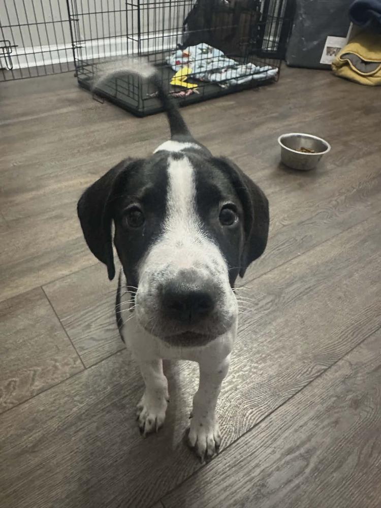 Enlarge Thomas, a Adoptable mixed breed in Norfolk, MA image 1/4