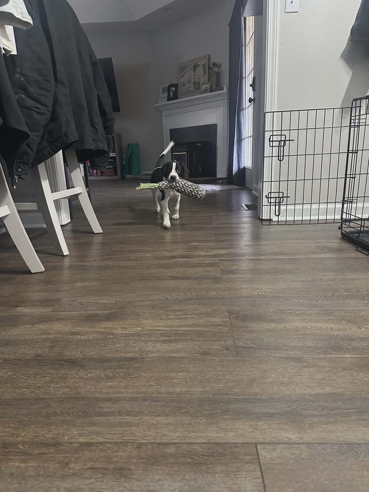 Enlarge Thomas, a Adoptable mixed breed in Norfolk, MA image 3/4