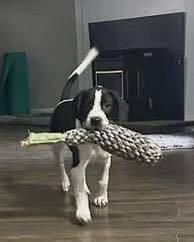 Enlarge Thomas, a Adoptable mixed breed in Norfolk, MA image 2/3