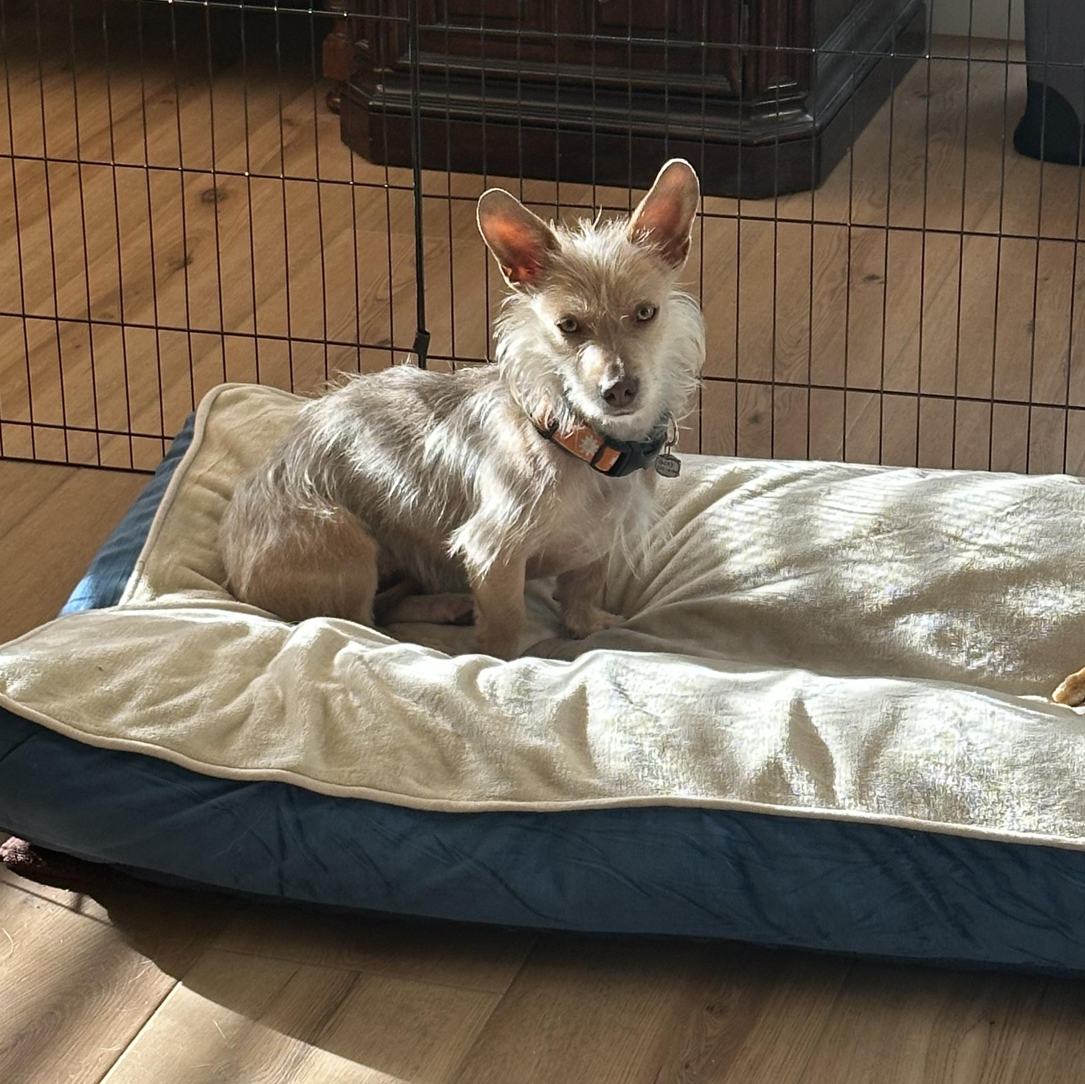 Enlarge Karina, a ADOPTABLE Mixed Breed in Los Angeles, CA image 2/4