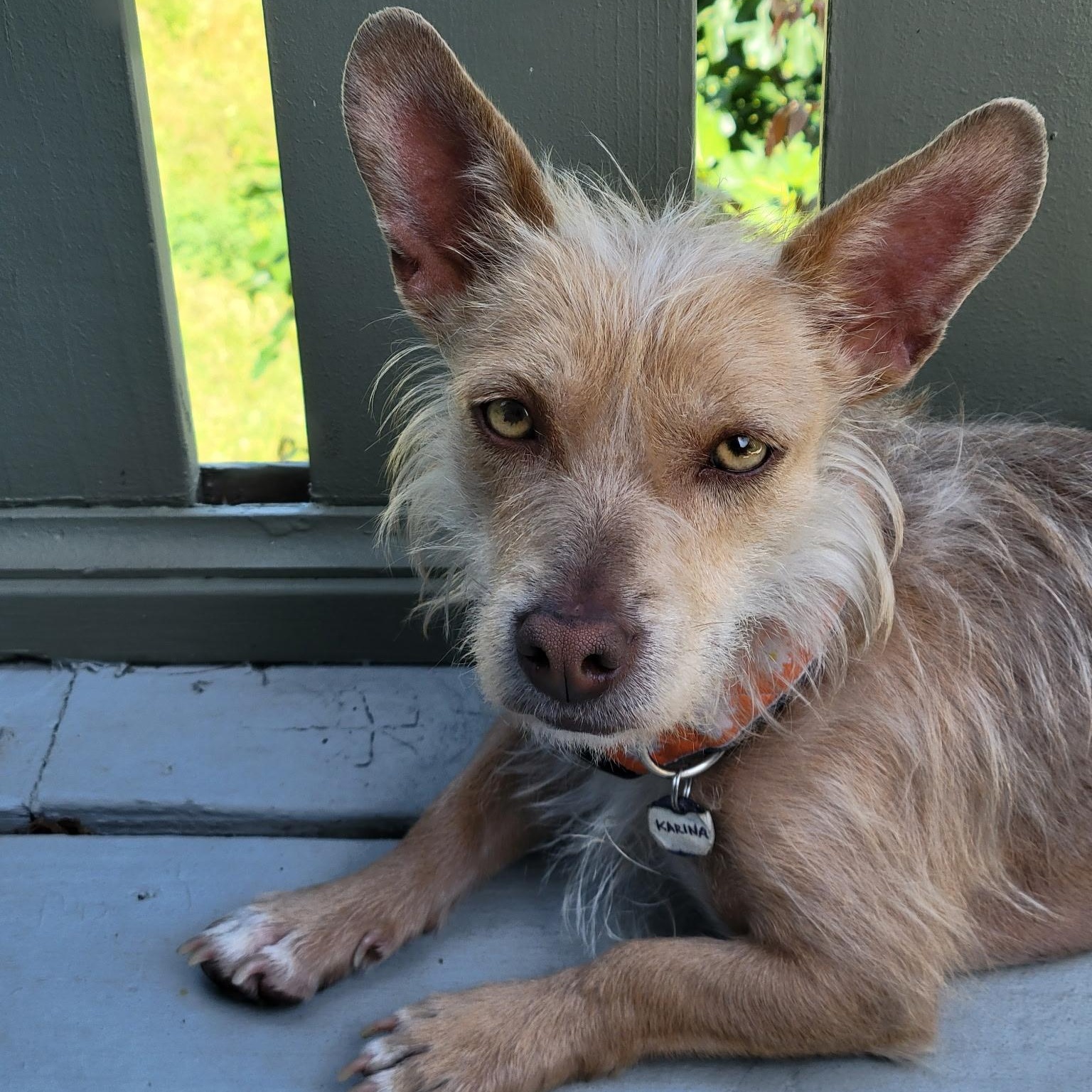 Karina, ADOPTABLE, Young Female Mixed Breed.