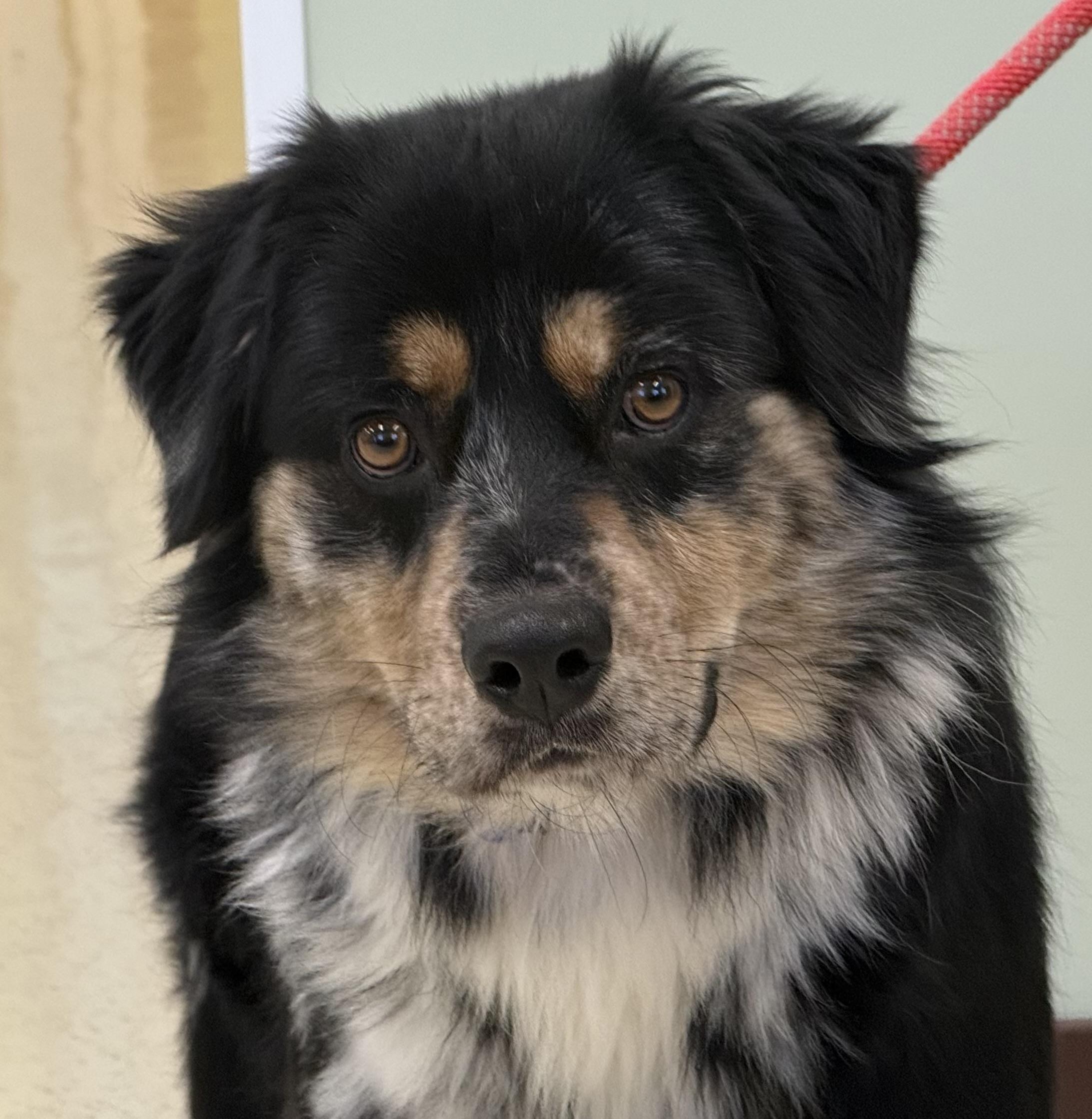 Erick, ADOPTABLE, Adult Male Australian Shepherd & Mixed Breed.