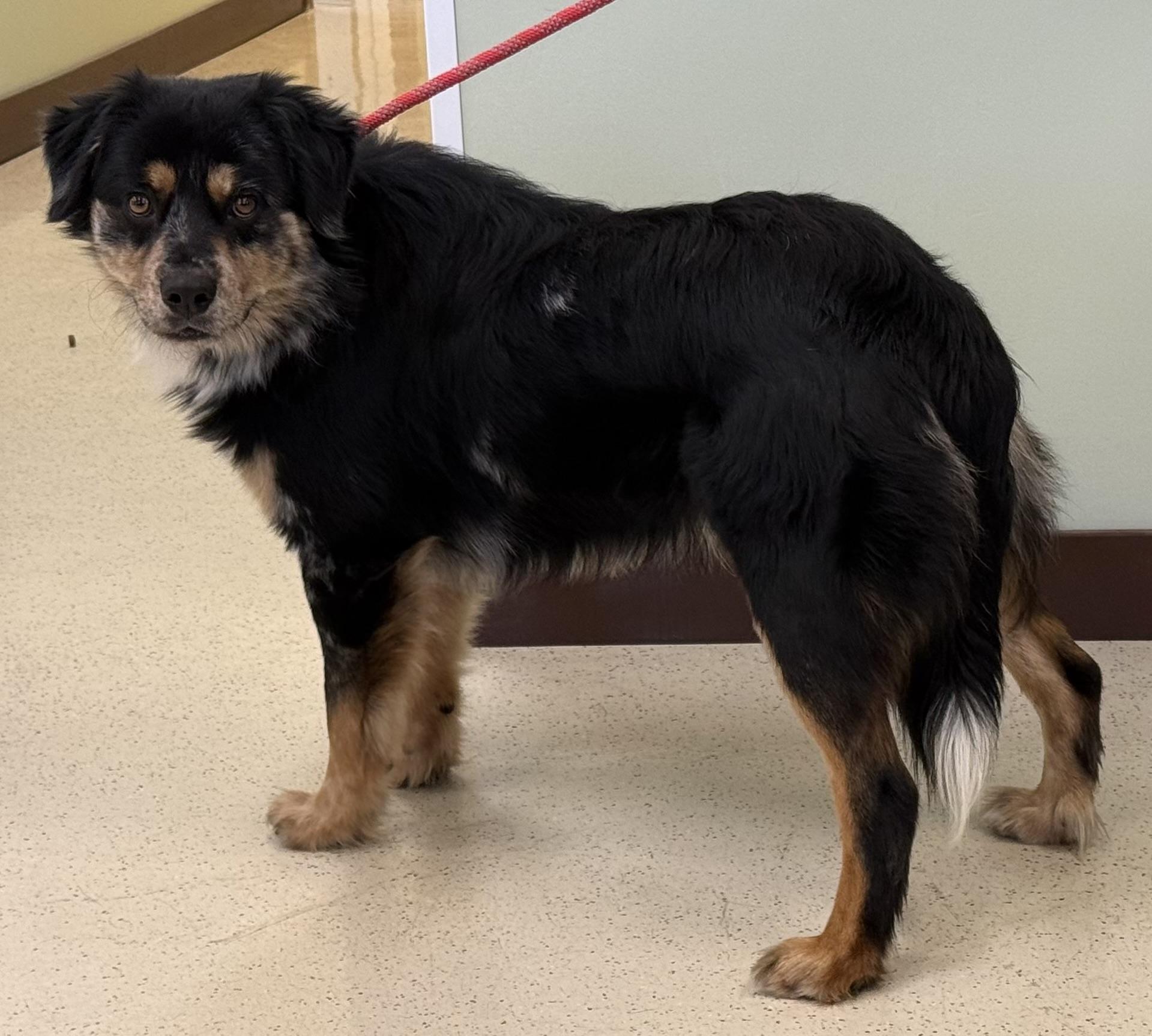 Enlarge Erick, a ADOPTABLE mixed breed in Amery, WI image 2/3