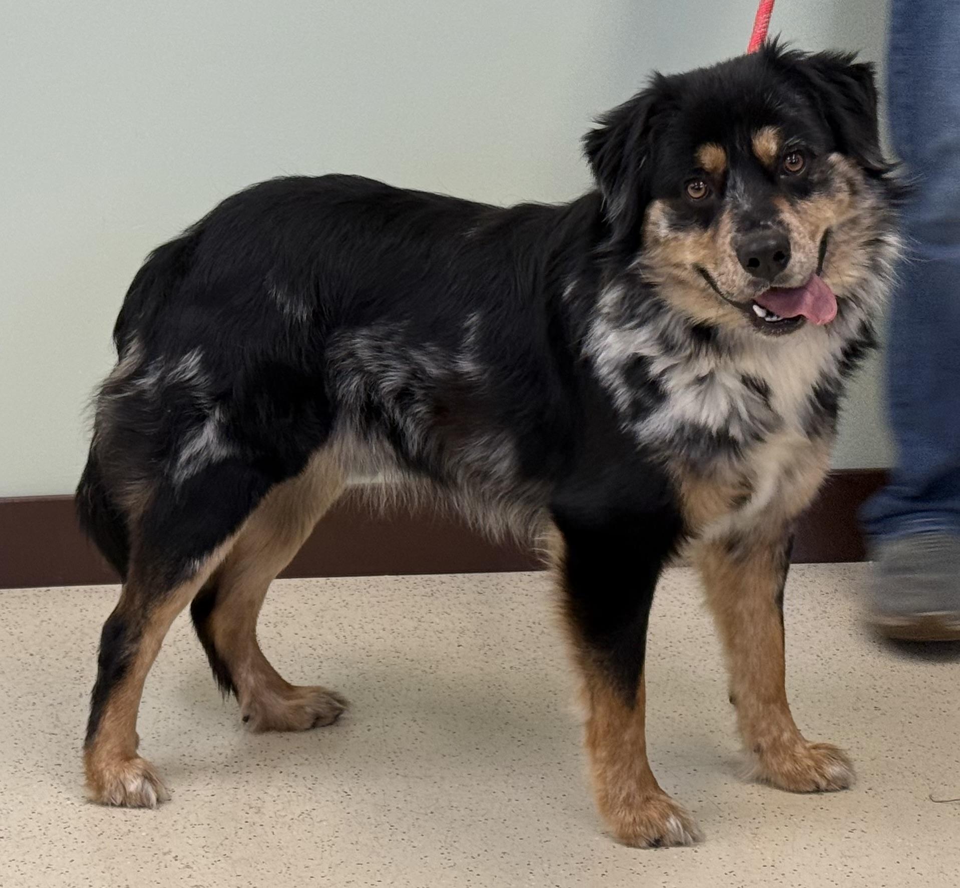 Enlarge Erick, a ADOPTABLE mixed breed in Amery, WI image 3/3