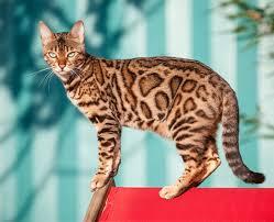 Enlarge Crissy- DUPLICATE SUCCESS PAGE EDGE- case 2, an adoptable Bengal in Bettles, AK image 1/3