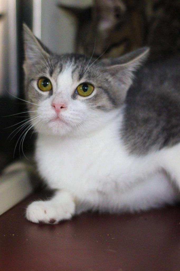 Chipotle, Adoptable, Young Female Domestic Short Hair.