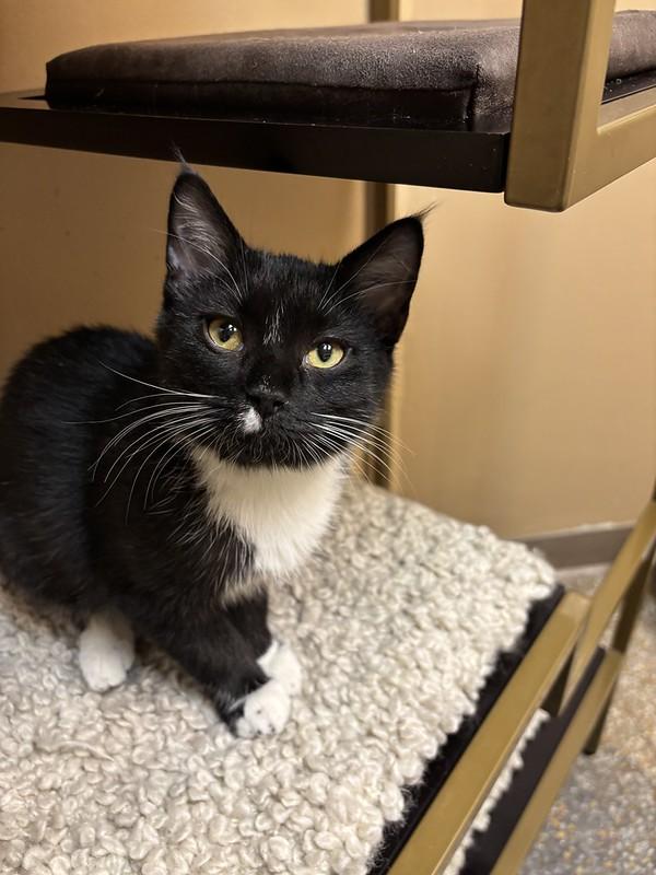 Enlarge Berlioz & Duchess, a ADOPTABLE Domestic Short Hair in Chicago, IL image 5/5