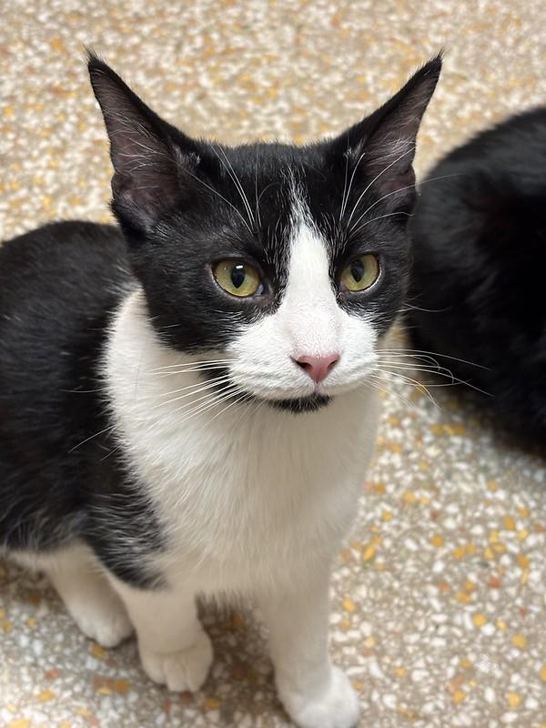 Enlarge Berlioz & Duchess, a ADOPTABLE Domestic Short Hair in Chicago, IL image 4/5