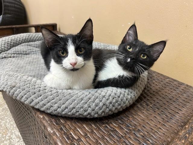 Berlioz & Duchess, ADOPTABLE, Kitten Male Domestic Short Hair.