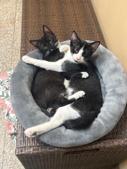 Enlarge Berlioz & Duchess, a ADOPTABLE Domestic Short Hair in Chicago, IL image 2/5
