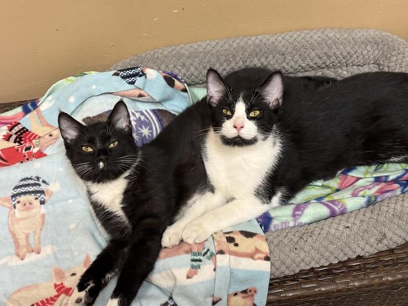 Enlarge Berlioz & Duchess, a ADOPTABLE Domestic Short Hair in Chicago, IL image 3/5