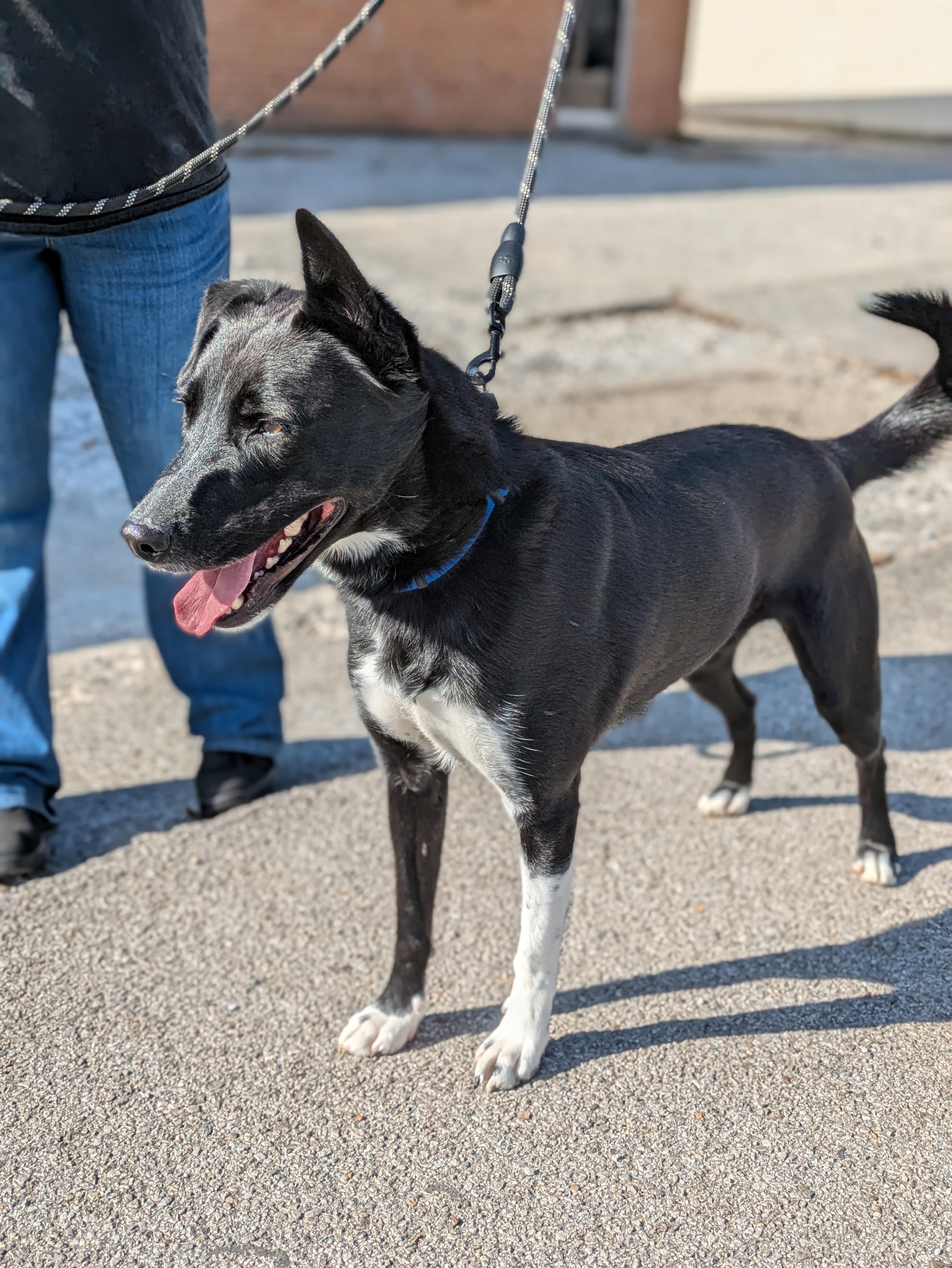 Enlarge Bo, a Adoptable Mixed Breed in Huntsville, AL image 4/4