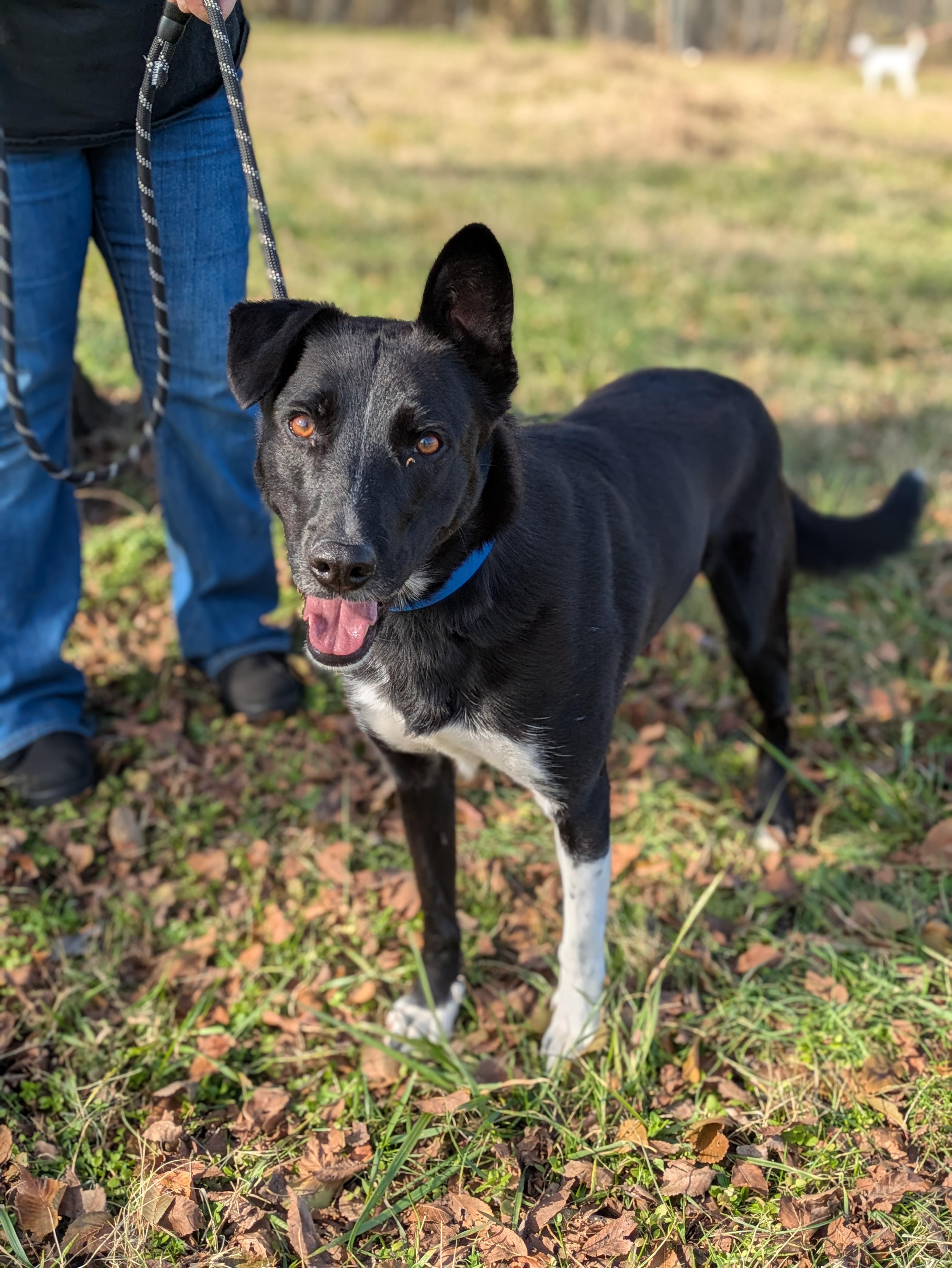 Enlarge Bo, a Adoptable Mixed Breed in Huntsville, AL image 1/4