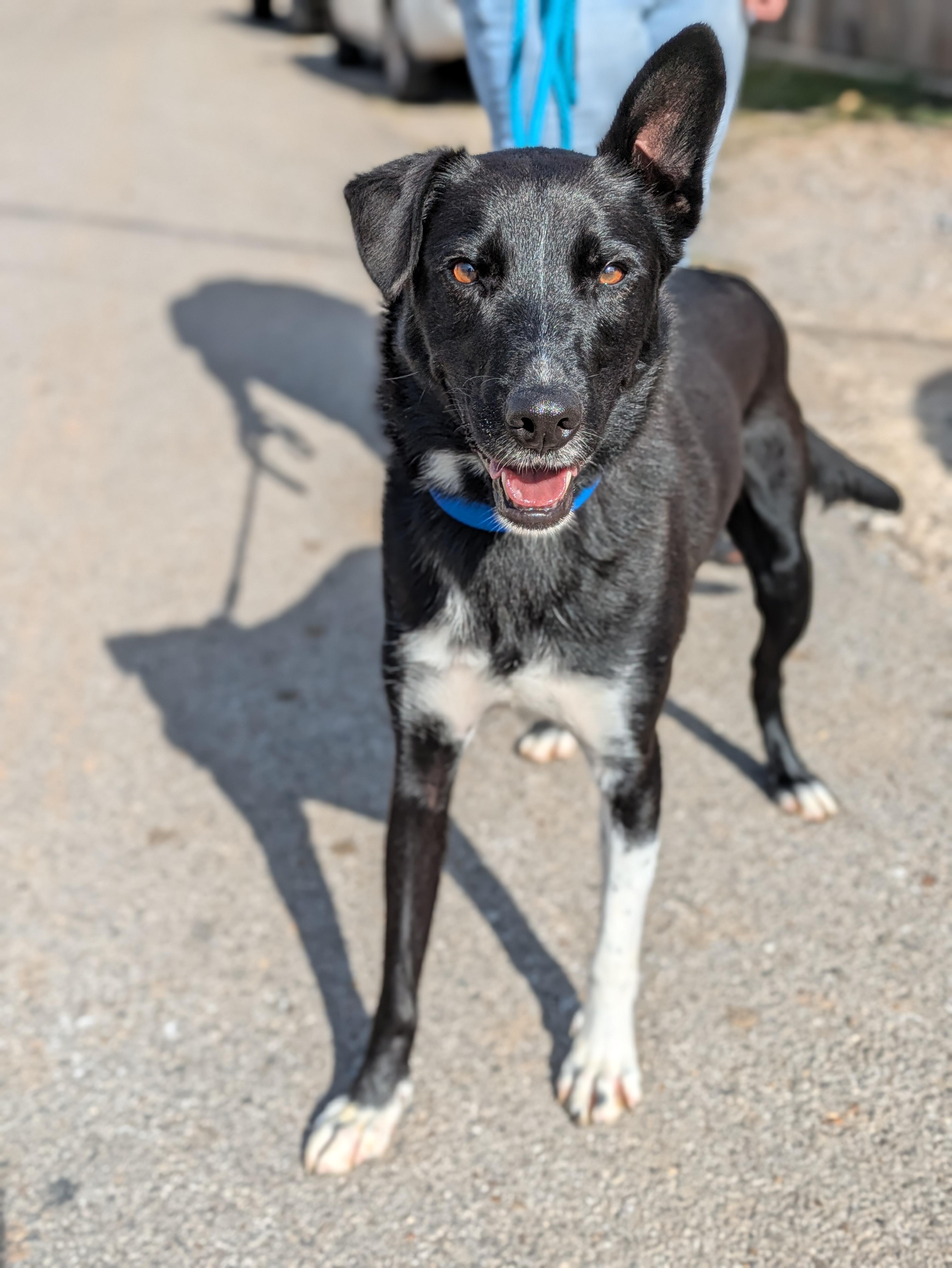 Enlarge Bo, a Adoptable Mixed Breed in Huntsville, AL image 2/4