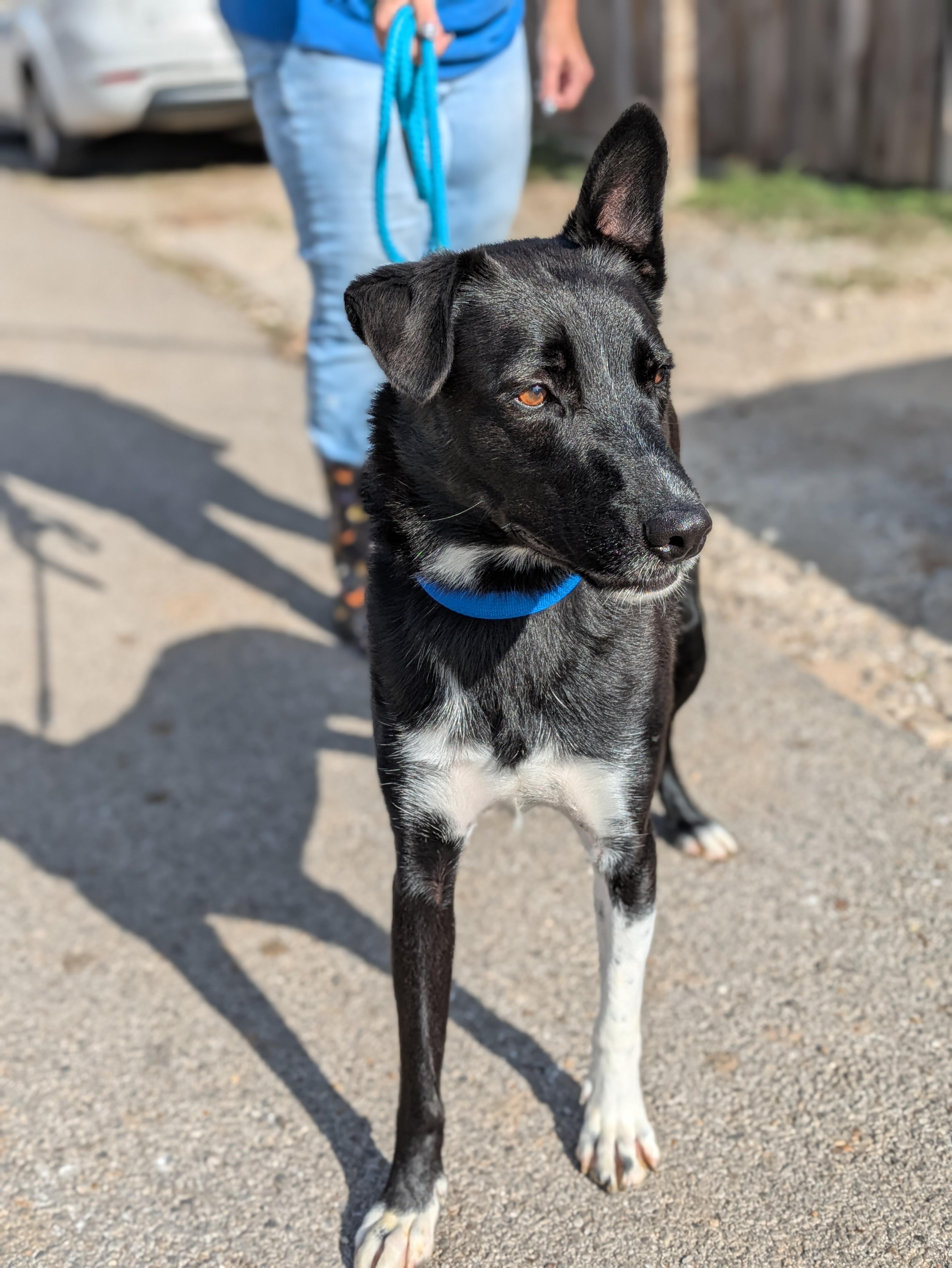 Enlarge Bo, a Adoptable Mixed Breed in Huntsville, AL image 3/4