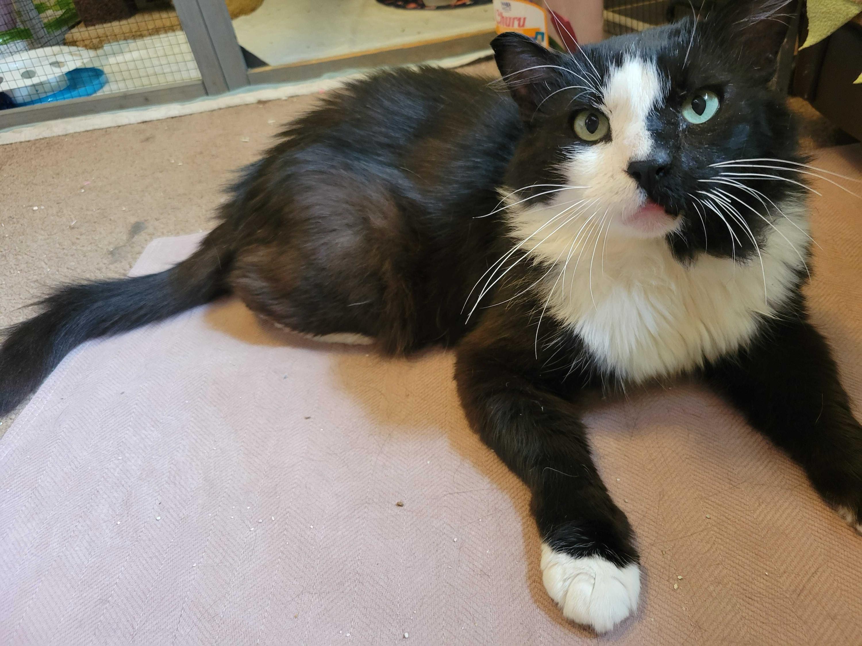 Gilgamesh, adoptable, Adult Male Domestic Medium Hair.