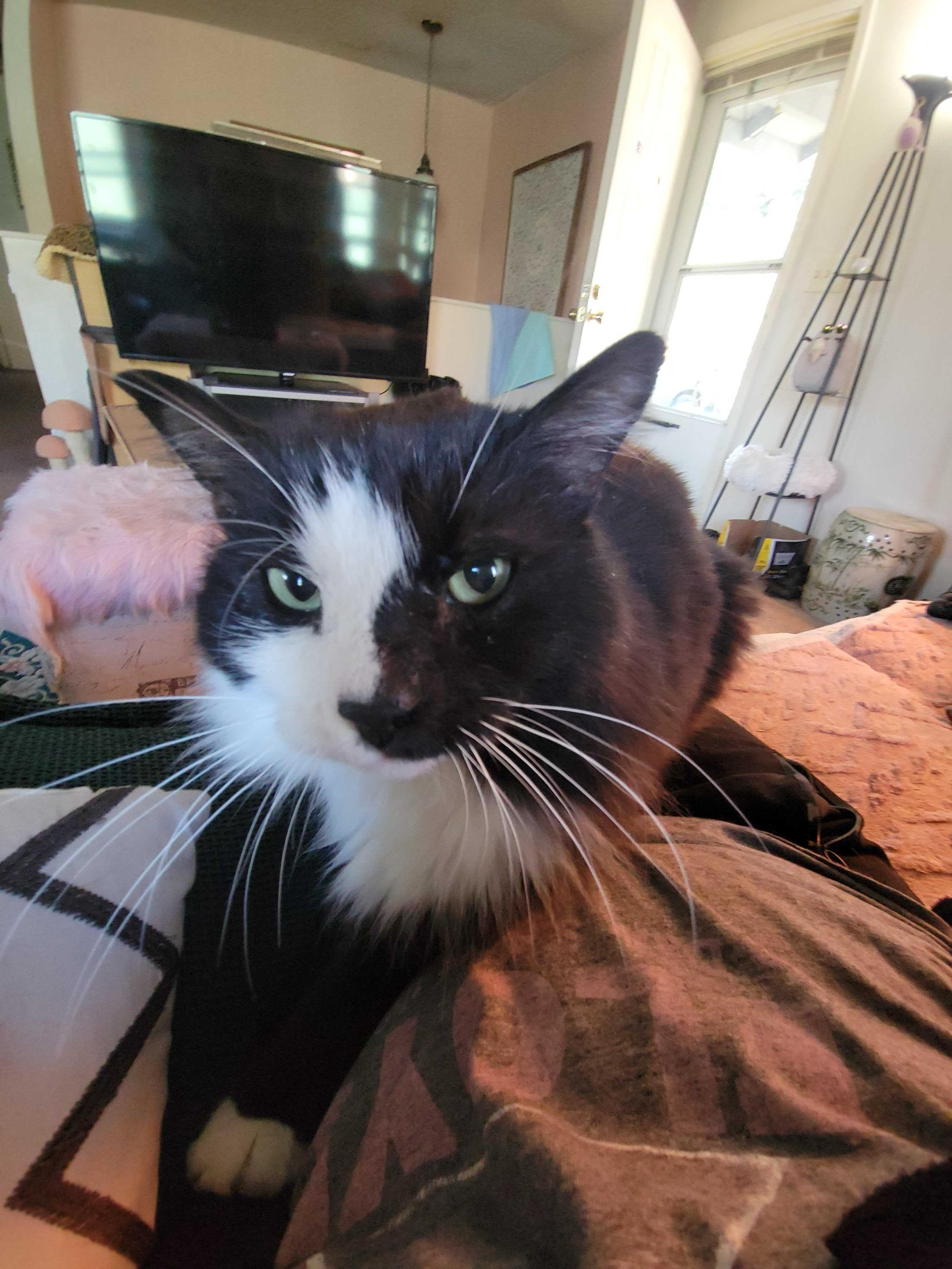 Enlarge Gilgamesh, an adoptable Domestic Medium Hair in Seattle, WA image 2/6