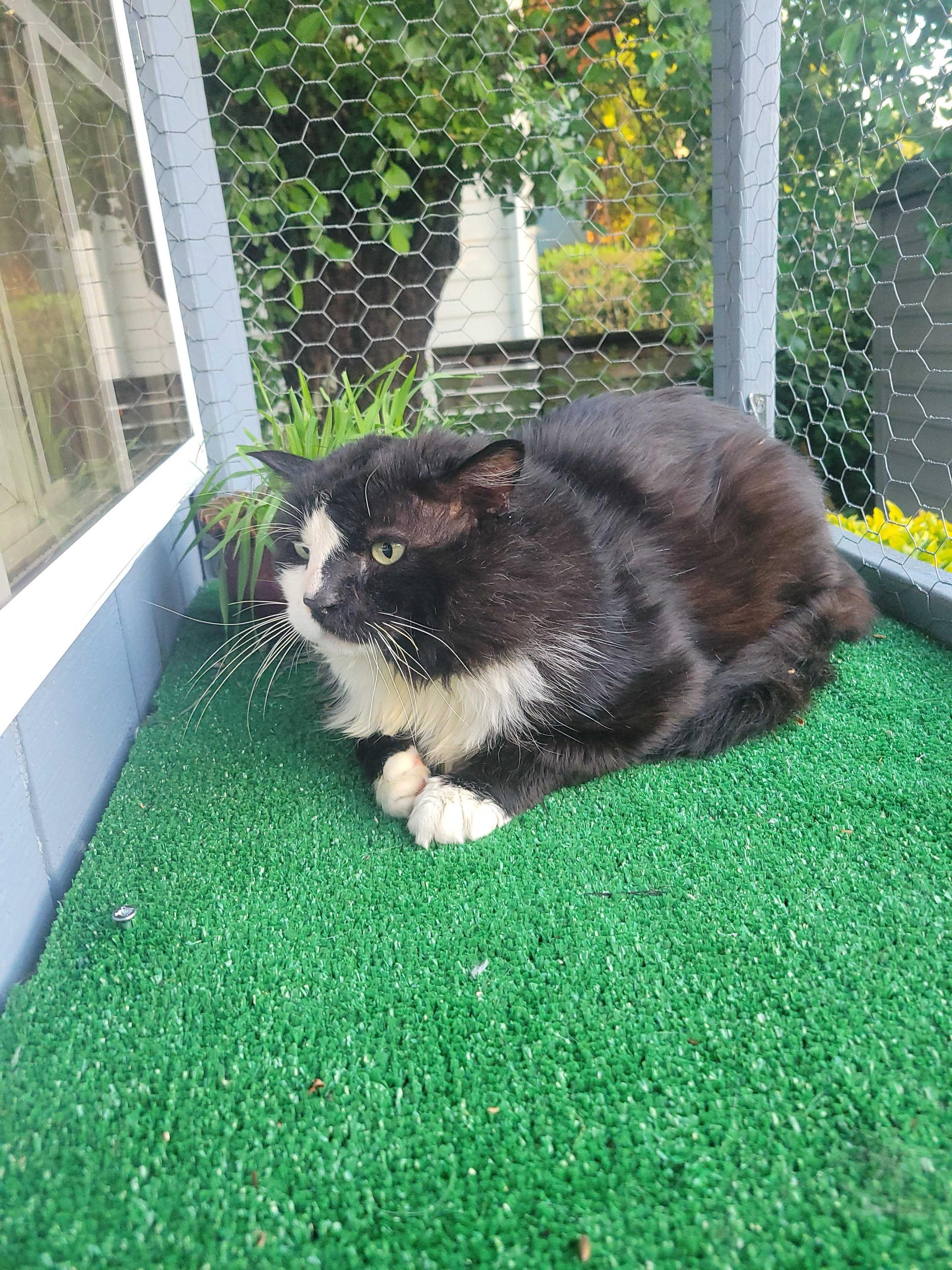 Enlarge Gilgamesh, an adoptable Domestic Medium Hair in Seattle, WA image 6/6